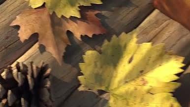 唯美四季枫叶回忆录相册薄翻页图片视频模板视频的预览图
